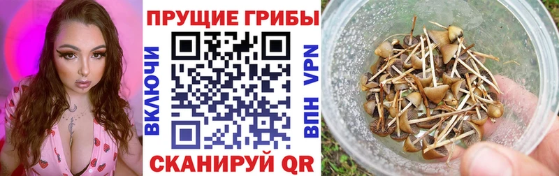 Галлюциногенные грибы Psilocybine cubensis  МЕГА сайт  Пудож 
